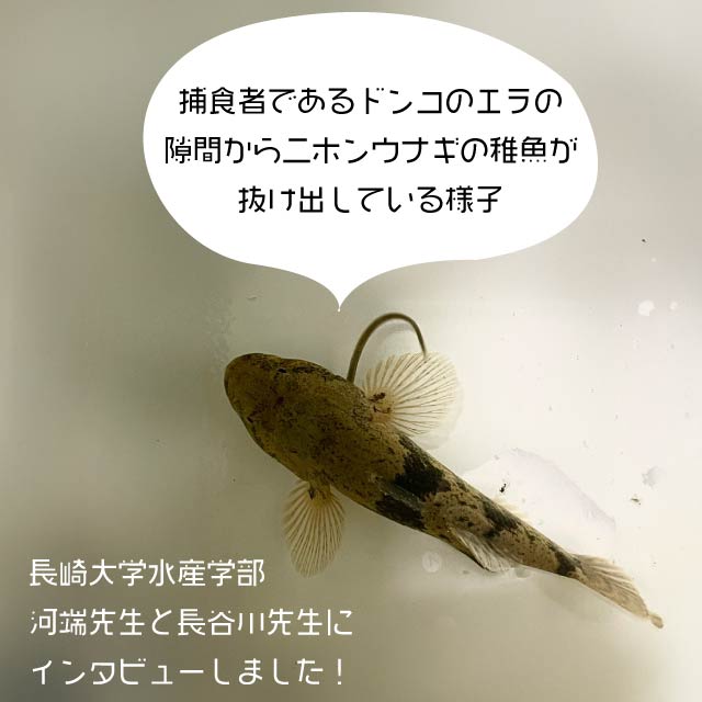 水産学部